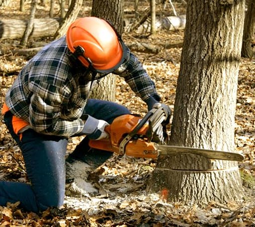 Tree Removal in Rocky Comfort, MO